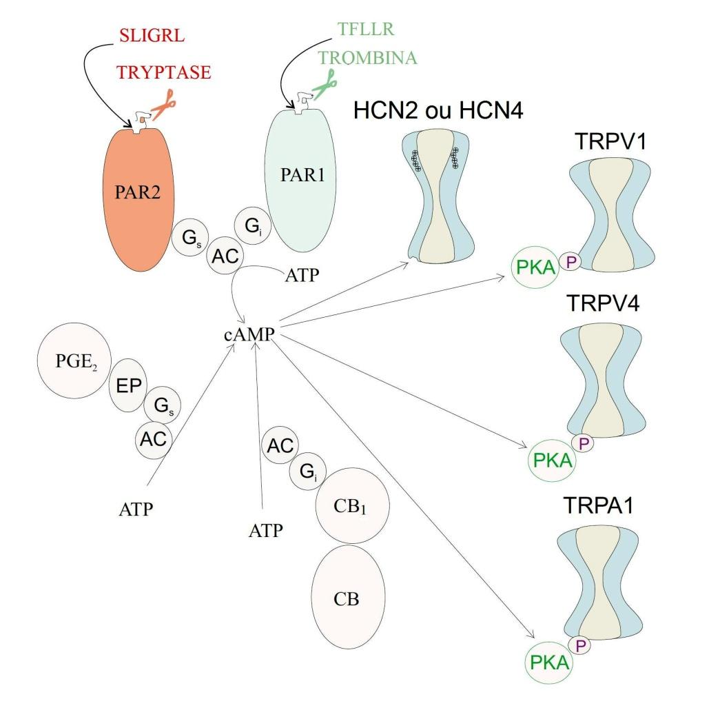 Finalmente, vale a pena considerar como os agonistas do CB 1, que inibem a AC, levam à diminuição dos níveis do camp, que se refletem em analgesia nos modelos de neuralgia e dor inflamatória veja na