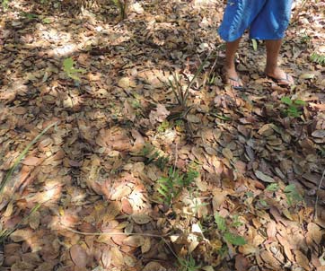 (A) as sementes são plantadas na sementeira.