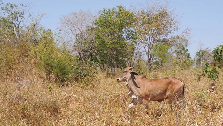 João Bode conta com os animais silvestres para aumentar a diversidade e a quantidade de plantas no seu sítio. Os semeadores são o morcego e outros pássaros.