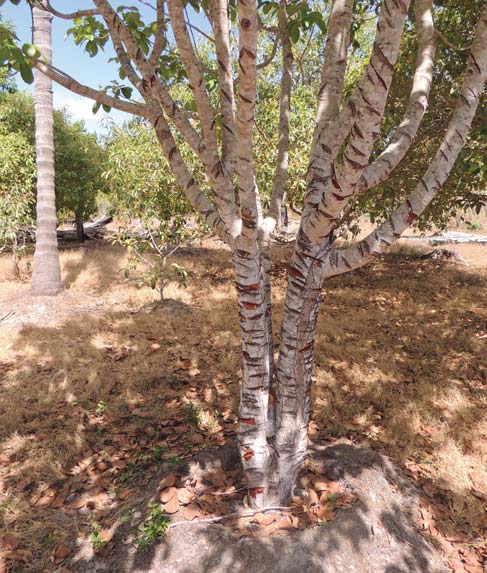 puba [fermenta] e desenvolve a planta. Na época da seca deixa parado. Na época da seca não se faz capina (Figura 3B). Por isso, nesse tempo a adubação vai se decompondo e diminuindo de tamanho.