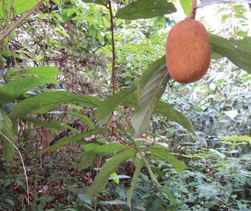 A técnica evita a queda da árvore e portanto evita danos ao cupuaçuzeiro e o aumento brusco da luz, além do trabalho ser menor. Uma planta que Bina aconselha plantar com o cupuaçu é o açaí.