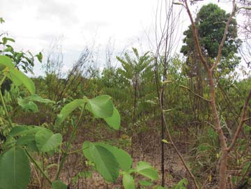 TÉCNICA Semeadura direta de árvores A restauração ecológica na Fazenda São Roque foi feita por semeadura direta a lanço e sem adubo, em três áreas de pastagem durante três anos consecutivos (2008 a