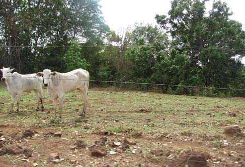 Aperfeiçoando a técnica, na área plantada em 2010, o gado foi colocado permanentemente durante os dois anos anteriores ao plantio (Figura 2B), pois se deixar o