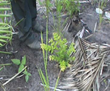 Este processo se inicia com o plantio consorciado de cultivos agrícolas e espécies frutíferas e madeireiras (Figura 2A) após o corte e a queima da vegetação local.