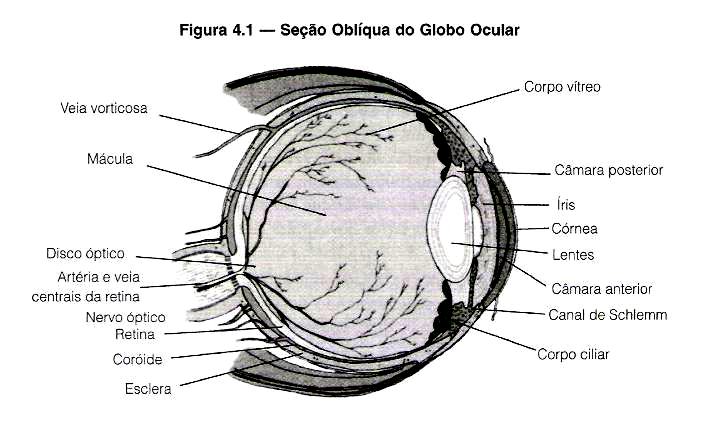 então reflito: Talvez alguém a tenha feito! O corpo humano é uma criação profundamente complicada, e os segredos que estamos descobrindo sobre como ele opera e funciona o tornam ainda mais incrível.