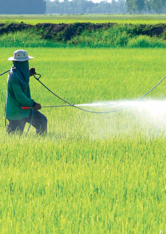 «99% dos produtores de algodão do mundo vivem nos países em desenvolvimento.