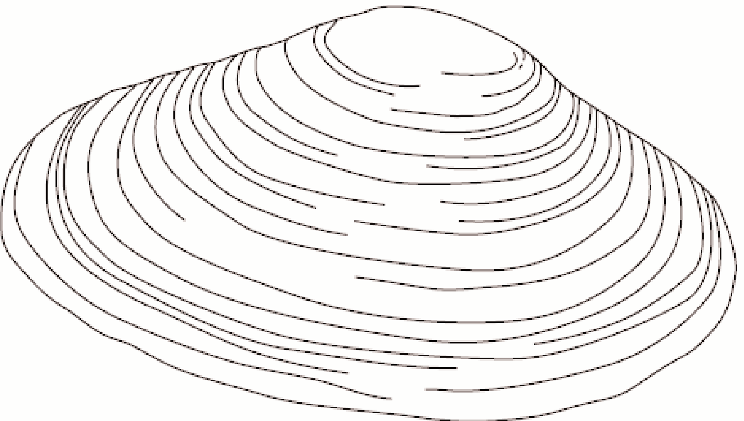 Nome: Mexilhões de água doce Duas válvulas (conchas) que articulam uma com a outra, encontrando-se na maioria das vezes fechadas Têm conchas espessas, algumas de forma alongada, outras mais