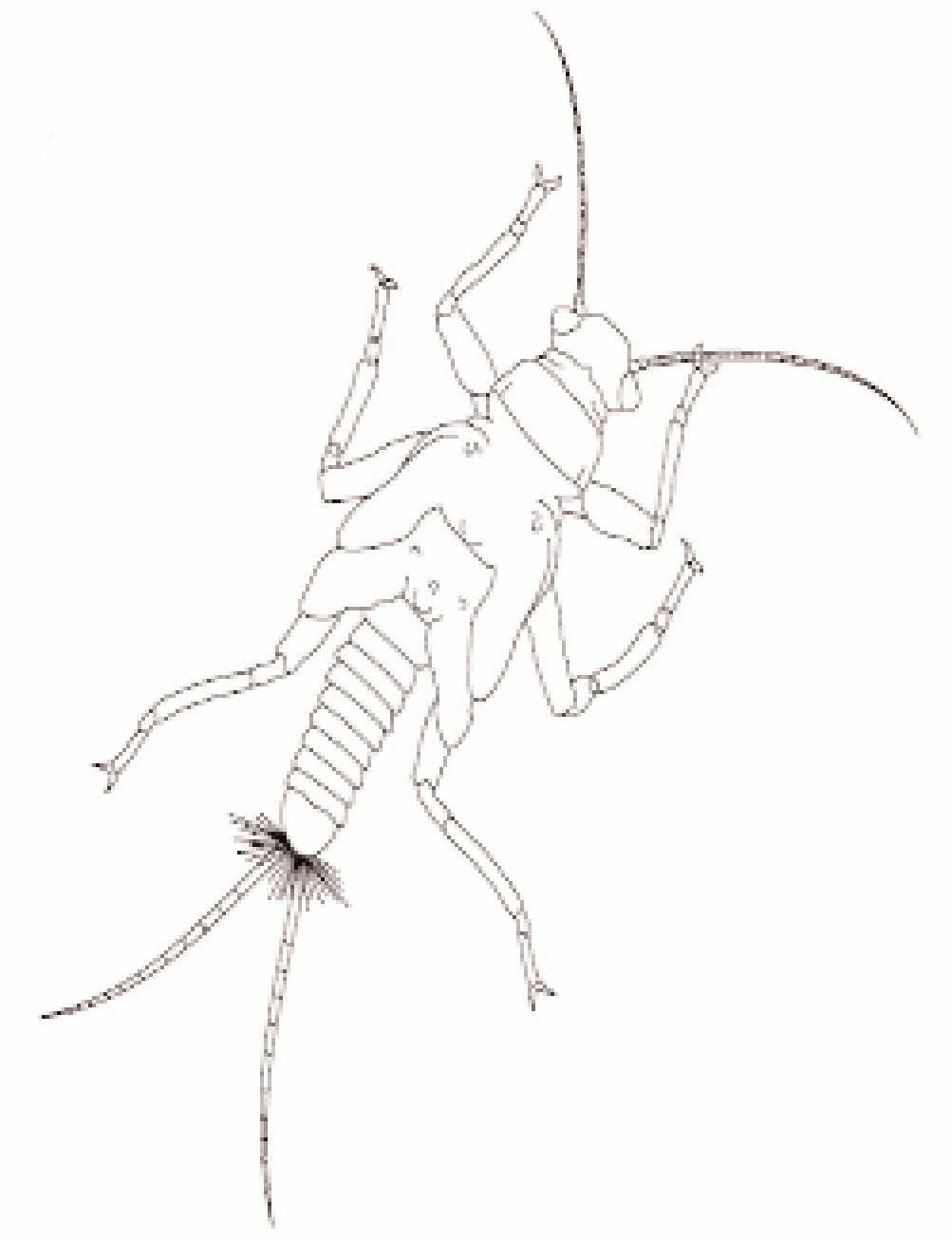 Nome: Larvas de Plecóptero Dois cercos=cerci Três pares de patas na secção média do corpo (tórax) Cada pata tem duas unhas Por vezes possuem tubos de brânquias; duas placas alares Corpos