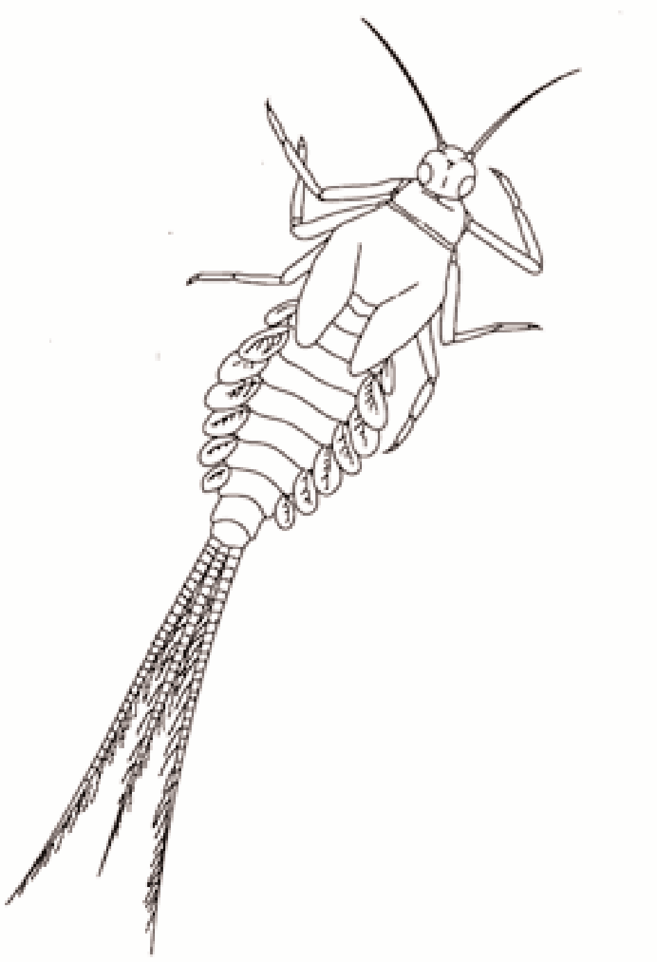 Nome: Larvas de Efemeróptero Normalmente têm 3 longos cercos Brânquias laterais ao longo do abdómen; um par de placas alares; Três pares de patas na secção média do corpo (torax); Uma única unha em