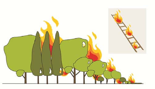 3. GESTÃO DE COMBUSTÍVEIS, PORQUÊ E PARA QUÊ? 3. GESTÃO DE COMBUSTÍVEIS, PORQUÊ E PARA QUÊ? O comportamento do fogo é determinado pela topografia, meteorologia e vegetação.