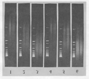 71 FIGURA 1- Bandeamento de DNA de folhas jovens de C. arabica e C.