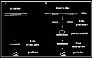 partir de um conjunto não muito dessemelhante de proteínas, lipídeos e carboidratos, valendo-se de um código genético praticamente universal e uma maquinaria de tradução quase idêntica.