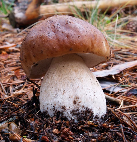 Grupo C - Boletos Cogumelos com poros por baixo do chapéu Boletus
