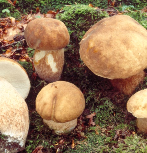 Grupo C - Boletos Cogumelos com poros por baixo do chapéu