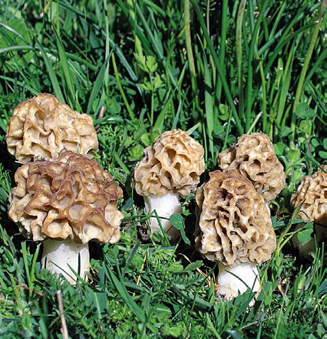 Grupo E - Morquelas Cogumelos com chapéu alveolado Morchella esculenta