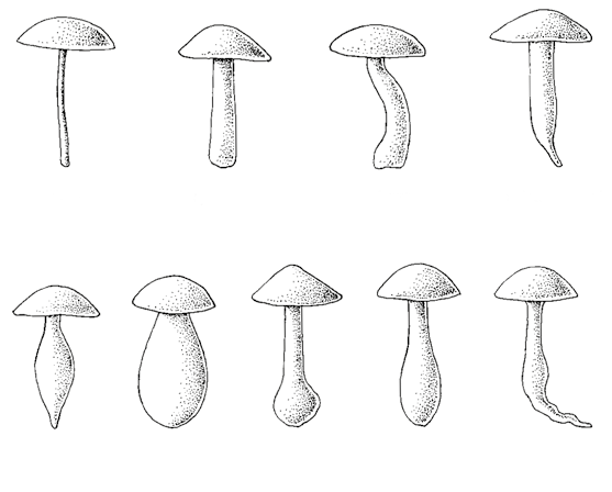 GUIA DO COLECTOR DE COGUMELOS B - Formas do chapéu aplanado convexo