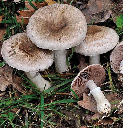 Grupo A - Agaricoides com lâminas Cogumelos com lâminas debaixo do chapéu Agaricus
