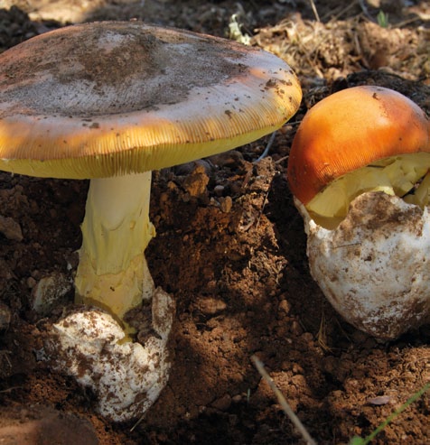 Grupo A - Agaricoides com lâminas Cogumelos com