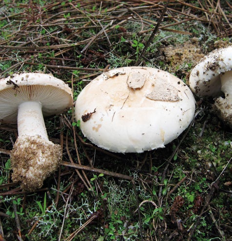 Grupo A - Agaricoides com lâminas Cogumelos com