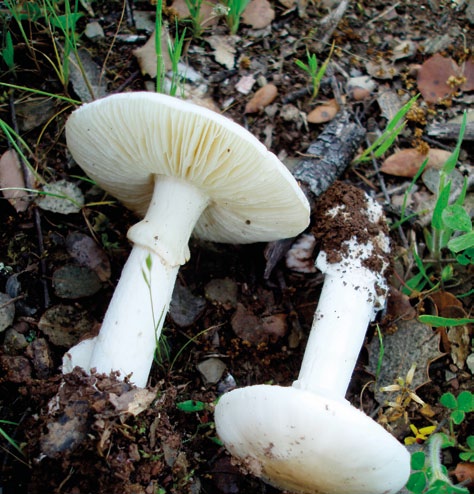 Grupo A - Agaricoides com lâminas Cogumelos com lâminas debaixo