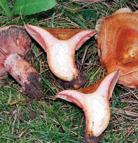 Grupo A - Agaricoides com lâminas Cogumelos com lâminas debaixo do