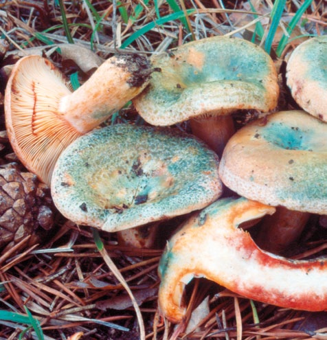 Grupo A - Agaricoides com lâminas Cogumelos com lâminas