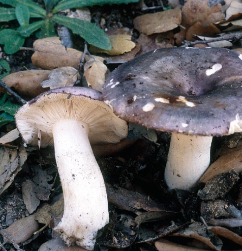 Grupo A - Agaricoides com lâminas Cogumelos com lâminas