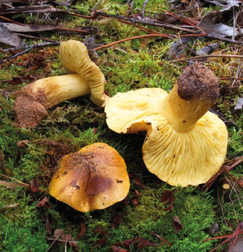 Grupo A - Agaricoides com lâminas Cogumelos com lâminas debaixo do chapéu