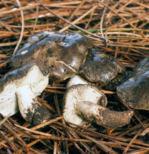 Grupo A - Agaricoides com lâminas Cogumelos com lâminas