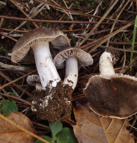 Grupo A - Agaricoides com lâminas Cogumelos com lâminas debaixo do chapéu