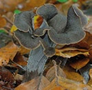 chapéu Craterellus cornucopioides