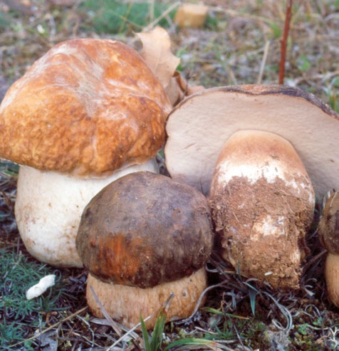 Grupo C - Boletos Cogumelos com poros
