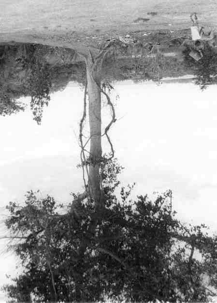 Esta árvore nativa significa para o povo Guarani a árvore da vida e é sagrada para os Guarani que vivem no Espírito Santo.