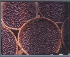 Cultivo do Açaizeiro para Produção de Fruto 13 Foto: Maria do Socorro Padilha de Oliveira Fig. 10. Cestos utilizados na comercialização de frutos do açaizeiro.