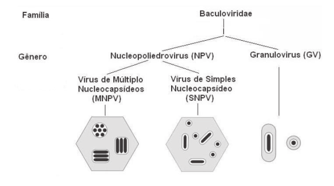 4 Controle biológico da lagarta do cartucho, Spodoptera frugiperda, com Baculorívus Figura 3 Representação esquemática da classificação dos baculovírus (adaptado de ALMEIDA, 2005).