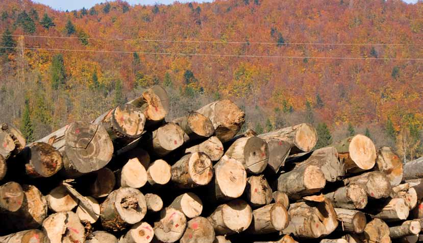 A IMPORTÂNCIA DA FLORESTA AMAZÔNICA NA CONSTRUÇÃO DE UMA ECONOMIA VERDE Cobrindo uma área de aproximadamente 5.