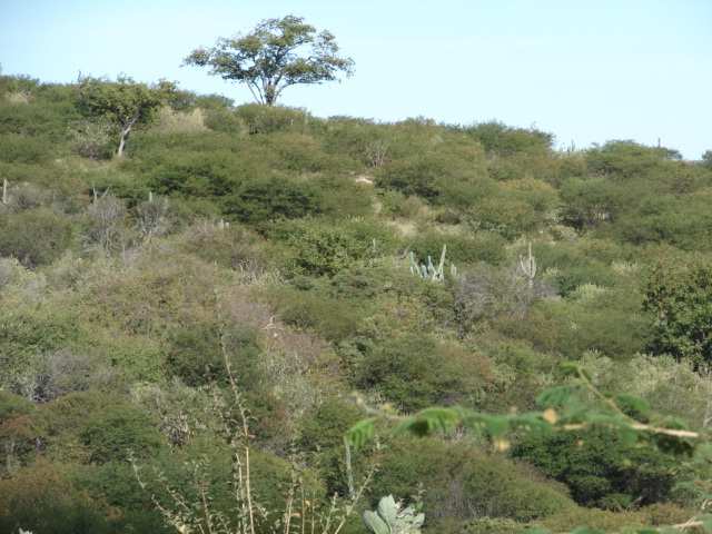 Figura 9 Caatinga arbustiva densa com a presença de espécimes de porte arbóreo isolados nas proximidades da sede urbana de Brumado Cerrado Na área de estudo, as formações de Cerrado são observadas