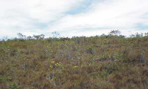 Figura 10 Campo sujo em Ibicoara Espécies vegetais mais importantes Nas Áreas de Influência do empreendimento, encontram-se algumas espécies importantes quanto ao seu valor ecológico e comercial,