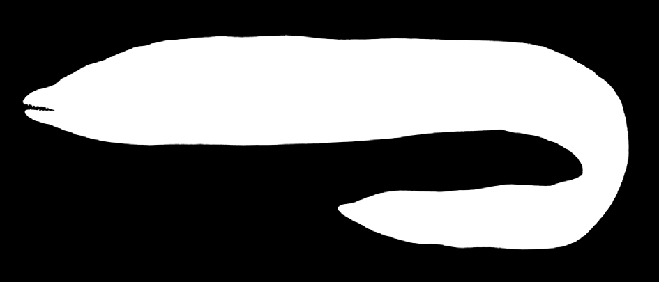 Principais artes de pesca: linha-de-mão e palangre de fundo Biologia: o tamanho máximo registado para a espécie é de 150 cm. Estatuto de conservação: o manancial local parece saudável.