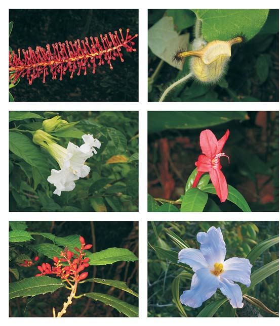 Campos Rupestres (veja também o Capítulo 9) No Nordeste, os campos rupestres estão restritos ao maciço montanhoso da Chapada Diamantina, no Estado da Bahia, representando uma extensão da flora da