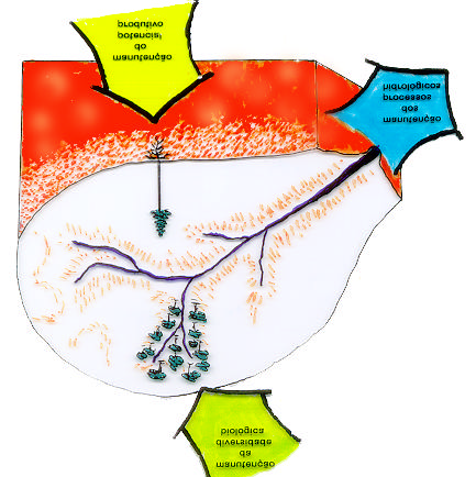 27 FIGURA 8 - A integridade do ecossistema microbacia: perpetuação de seu funcionamento hidrológico (vazão, quantidade de água, qualidade da água), de seu potencial produtivo (biogeoquímica), e da