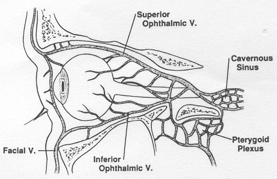 A fissura orbitária superior localiza-se na porção superior e lateral da parede posterior da órbita (de Otolaryngologic Clinics of North America, vol. 26 (4), 1993).