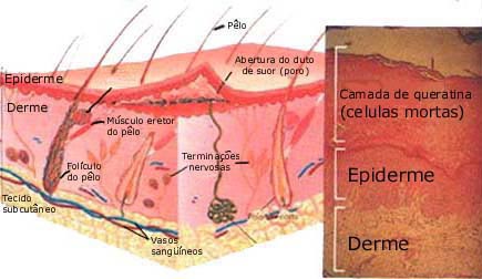 Externato Fernão Mendes Pinto A PELE Esquema da pele,