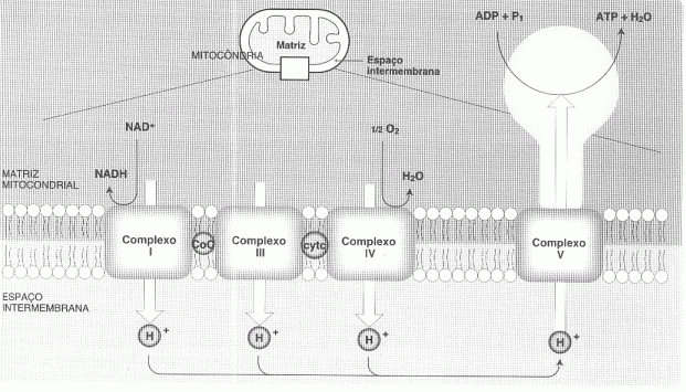 Ocorre na mitocôndria A hipótese de Mitchel explica como a energia livre gerada pelo transporte de elétrons na cadeia de transporte é usada para produzir