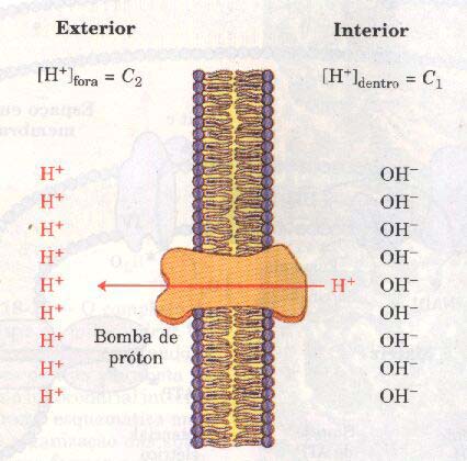 A membrana mitocondrial interna separa dois compartimentos de ph diferentes, produzindo diferenças tanto na concentração química ( ph) quanto na distribuição de carga,
