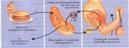 o fluxo de elétrons em movimento mecânico através de circuitos macroscópicos.