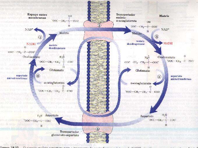 Circuito malato-asparto para o transporte de equivalentes redutores do NADH citosolico para a matriz mitocondrial.