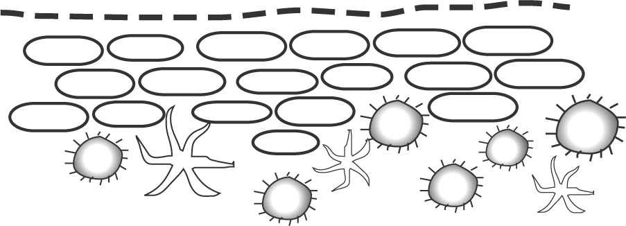Pele, membranas mucosas e transmissão do VIH A Figura 10 mostra a estrutura celular da pele em comparação com as membranas mucosas. A Figura 11 mostra os estádios mais precoces da infeção.