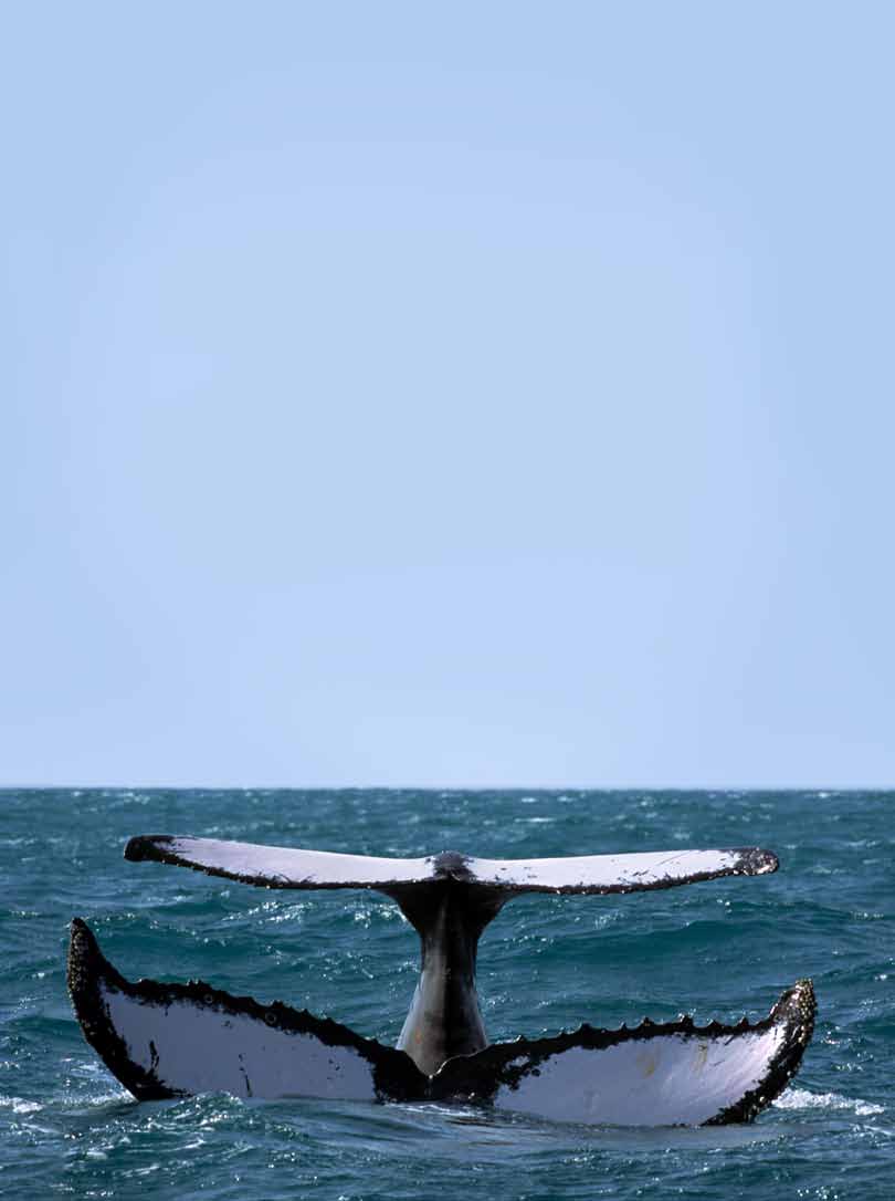 MEIO nome AMBIENTE da retranca Baleia Jubarte Para a conscientização de moradores e turistas em relação à importância da preservação de baleias jubartes, a Petrobras e o Projeto Baleia Jubarte,