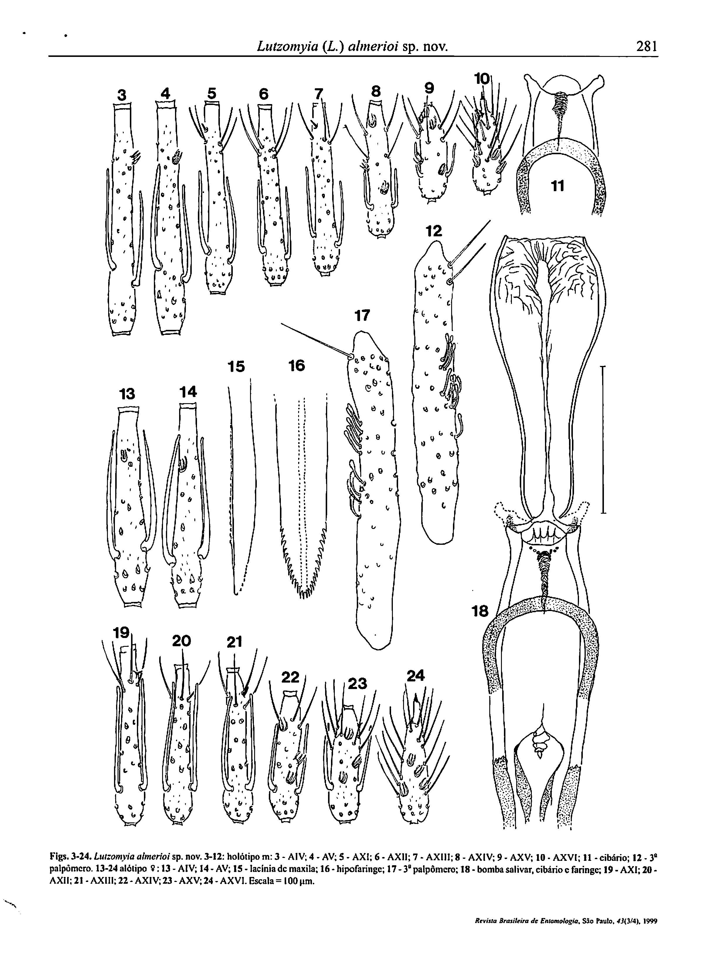 Lutzomyia (L.) almerioi sp. novo 281 3 9 ~ I U '" y, \!l' O 13 14 15 16,, 19~J,, l~'\"cl B j. I I., ~ f.:. ~ii, ' :. ~ f 1}..... Figs. 3 24. LII/zomyia almerioi sp.